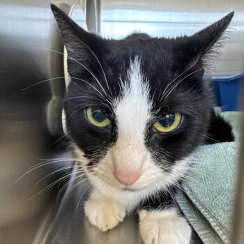 Domestic Short Hair Cats Available for Adoption in Roanoke, Virginia - Skunk | PetCurious