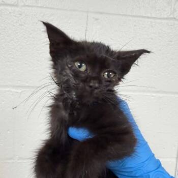 SVAS-Stray-39595 -  Domestic Medium Hair Cat for Adoption in Lyndhurst, Virginia - SVAS-Stray-39595 | PetCurious