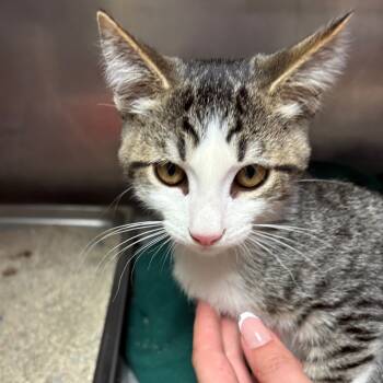 Rescue Domestic Medium Hair Cats for Adoption in San Jacinto, California - Cogsworth | PetCurious