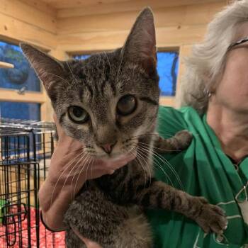 Rescue Tabby Cats for Adoption in Hawley, Pennsylvania - Huddles | PetCurious
