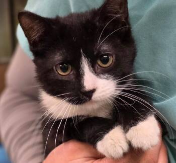 Domestic Short Hair Cats Available for Adoption in Hamilton, Ontario - Felix | PetCurious