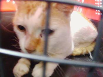 JORDAN -  Domestic Short Hair Cat for Adoption in Charlotte, North Carolina - JORDAN | PetCurious