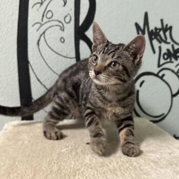 Rescue Domestic Short Hair Cats for Adoption in Titusville, Florida - Jill | PetCurious