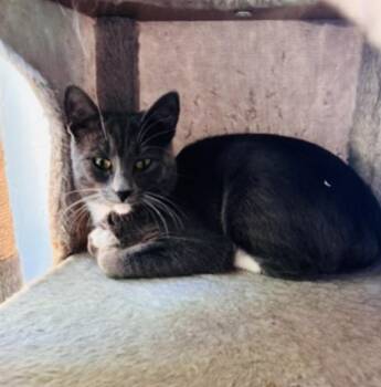 Millie -  Domestic Short Hair Cat for Adoption in Cincinnati, Ohio - Millie | PetCurious