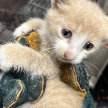 Plankton -  Domestic Short Hair Cat for Adoption in Philadelphia, Pennsylvania - Plankton | PetCurious