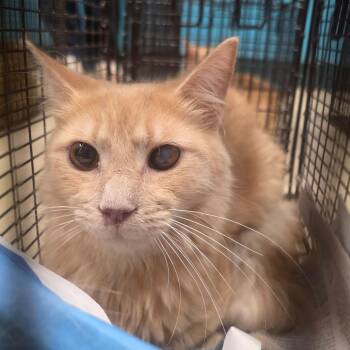 Norman -  Domestic Long Hair Cat for Adoption in Lufkin, Texas - Norman | PetCurious
