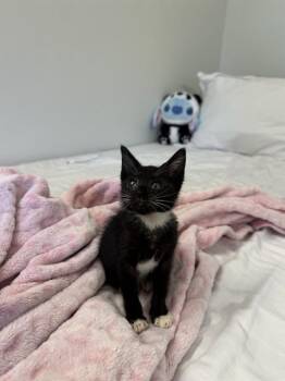 LIAM -  Domestic Short Hair Cat for Adoption in Doral, Florida - LIAM | PetCurious