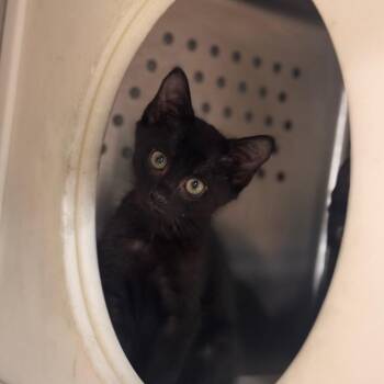 Sneak -  Domestic Short Hair Cat for Adoption in Starkville, Mississippi - Sneak | PetCurious