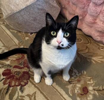 Tuxedo and Domestic Short Hair Cats Available for Adoption in Hillsboro, Oregon - MONROE -#1873 - Offered By Owner- B & W Beauty | PetCurious