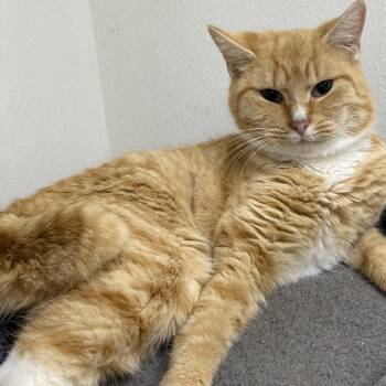 Rescue Domestic Short Hair Cats for Adoption in Parrish, Alabama - Flamin' Hot | PetCurious