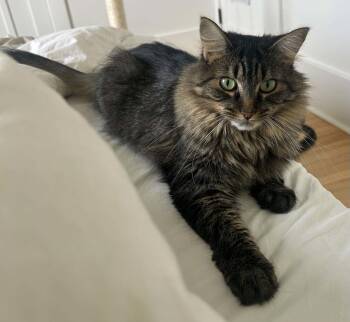 Ollie -  Domestic Medium Hair Cat for Adoption in Montreal, Quebec - Ollie | PetCurious
