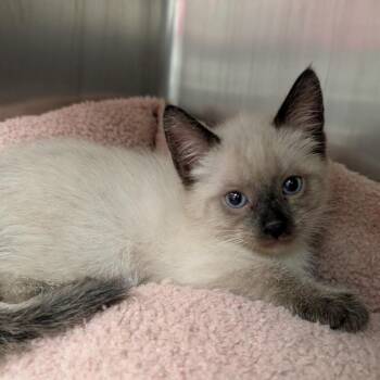 Black Widow -  Siamese and Domestic Short Hair Cat for Adoption in Titusville, Florida - Black Widow | PetCurious