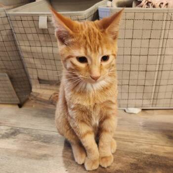 Blustery -  Domestic Short Hair Cat for Adoption in Bismarck, North Dakota - Blustery | PetCurious