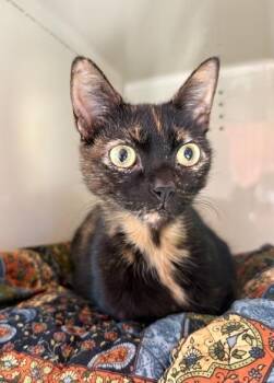 Rescue Domestic Short Hair Cats for Adoption in Fernandina Beach, Florida - HONEY | PetCurious