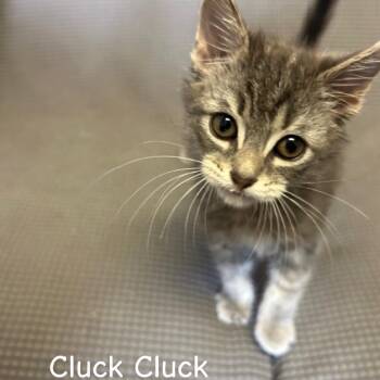 Domestic Short Hair Cats Available for Adoption in Buffalo, Minnesota - Cluck Cluck *Meet Me At Lakeville Petsmart* | PetCurious