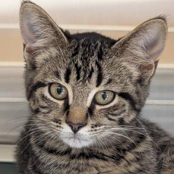Miley -  Domestic Short Hair Cat for Adoption in Jefferson, Wisconsin - Miley | PetCurious