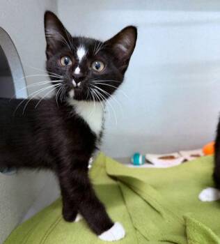 Pepe -  Domestic Short Hair Cat for Adoption in Sacramento, California - Pepe | PetCurious