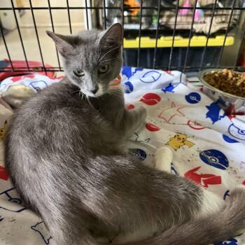 Esmeralda -  Domestic Short Hair Cat for Adoption in Warren, Ohio - Esmeralda | PetCurious
