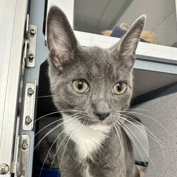 Harry -  Domestic Short Hair Cat for Adoption in Evansville, Indiana - Harry | PetCurious