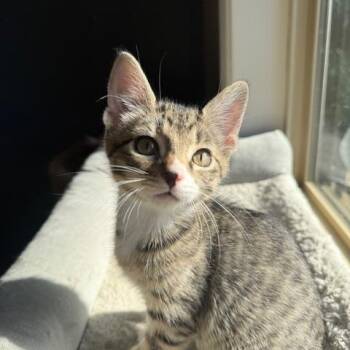 Domestic Short Hair Cats Available for Adoption in Portland, Oregon - Spark | PetCurious
