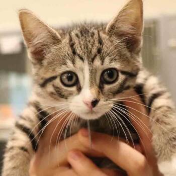 Zulu -  Domestic Short Hair Cat for Adoption in Port Washington, New York - Zulu | PetCurious