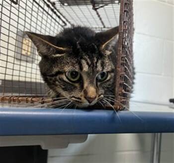 JOHNNY BLAZE -  Domestic Short Hair Cat for Adoption in Corpus Christi, Texas - JOHNNY BLAZE | PetCurious