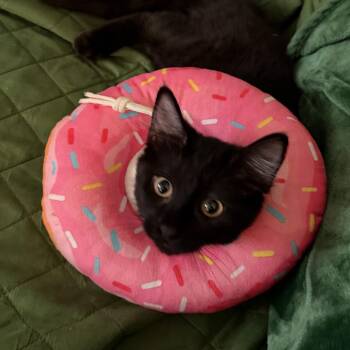 Charm -  Domestic Short Hair Cat for Adoption in Los Angeles, California - Charm | PetCurious