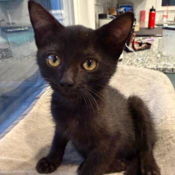 Sapa -  American Shorthair Cat for Adoption in Overland Park, Kansas - Sapa | PetCurious
