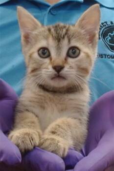 Domestic Short Hair Cats Available for Adoption in Doral, Florida - SOPHIE | PetCurious