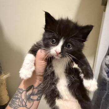 Sergeant -  Domestic Short Hair Cat for Adoption in Summerville, South Carolina - Sergeant | PetCurious