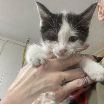 Bishop -  Domestic Short Hair Cat for Adoption in Eureka Springs, Arkansas - Bishop | PetCurious