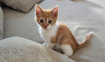 SHAGGY -  Domestic Short Hair Cat for Adoption in Charlotte, North Carolina - SHAGGY | PetCurious