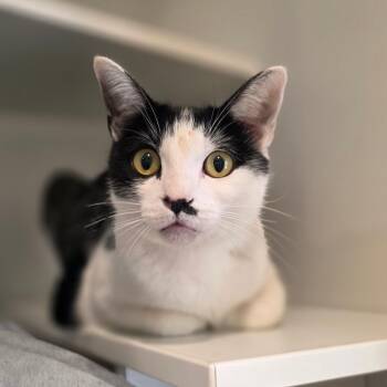 Candy corn -  Domestic Short Hair Cat for Adoption in Buellton, California - Candy Corn | PetCurious