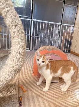 Domestic Short Hair Cats Available for Adoption in Greensburg, Pennsylvania - Cyrus | PetCurious