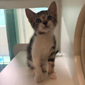 9 to 5 -  Domestic Short Hair Cat for Adoption in South Burlington, Vermont - 9 To 5 | PetCurious