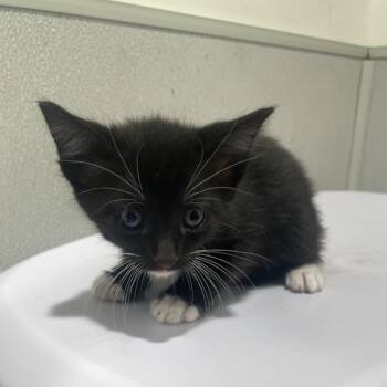 Leo -  Domestic Short Hair Cat for Adoption in Tampa, Florida - Leo | PetCurious