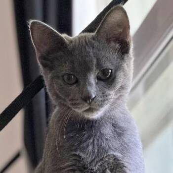 Smokey -  Domestic Short Hair Cat for Adoption in Wheaton, Illinois - Smokey | PetCurious