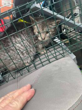 Domestic Short Hair Cats Available for Adoption - Skye | PetCurious