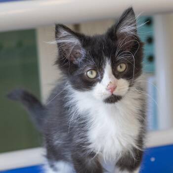 Galago -  Domestic Long Hair Cat for Adoption in Pontiac, Michigan - Galago | PetCurious