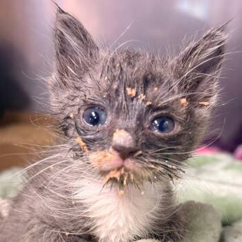 Domestic Short Hair Cats Available for Adoption in Redwood Valley, California - Double | PetCurious