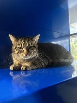 Domestic Short Hair Cats Available for Adoption - CELERY | PetCurious