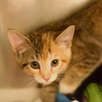 Domestic Short Hair Cats Available for Adoption in Belleville, Illinois - Magnolia | PetCurious
