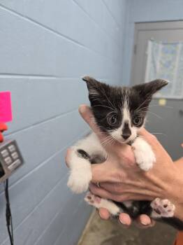 Kroger -  Domestic Short Hair Cat for Adoption in Evansville, Indiana - Kroger | PetCurious