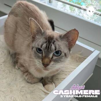Cashmere -  Siamese Cat for Adoption in Wilmington, North Carolina - Cashmere | PetCurious