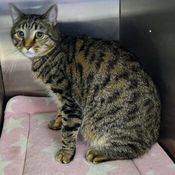Toast -  Domestic Short Hair Cat for Adoption in Bullhead City, Arizona - Toast | PetCurious