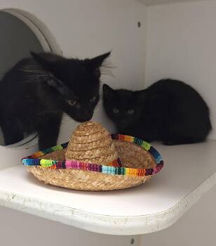 Boom & Blast -  Domestic Medium Hair and Domestic Short Hair Cat for Adoption in Stanton, Kentucky - Boom & Blast | PetCurious
