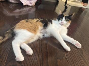 Domestic Short Hair Cats Available for Adoption - Salmon | PetCurious