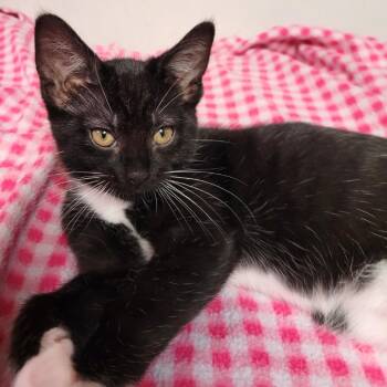 Neptune -  Domestic Short Hair Cat for Adoption in South Elgin, Illinois - Neptune | PetCurious