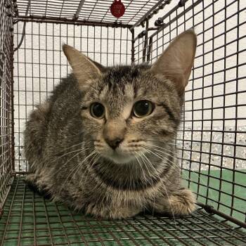 Lucky -  Domestic Short Hair Cat for Adoption in San Gabriel, California - Lucky | PetCurious