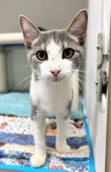 Sky -  Domestic Short Hair Cat for Adoption in Zimmerman, Minnesota - Sky | PetCurious